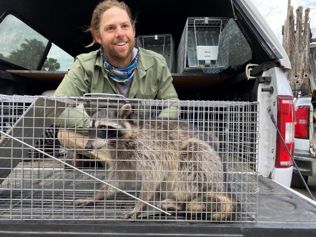 Phoenix raccoon trapping